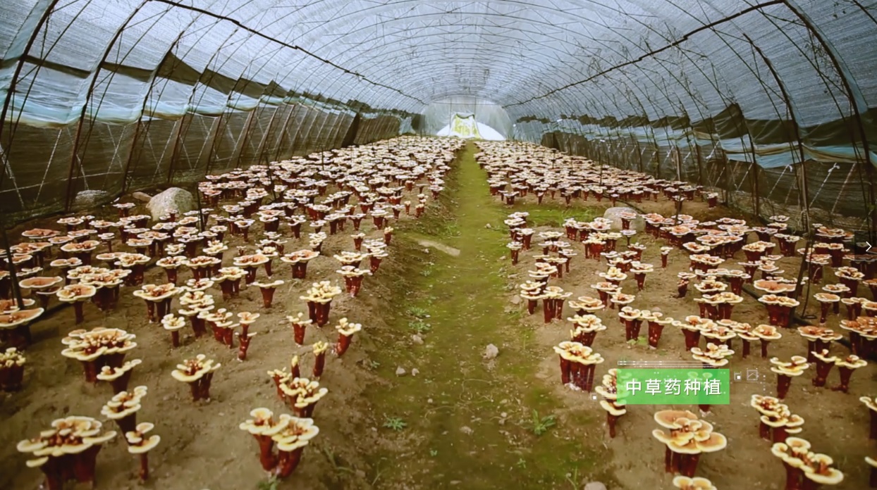 2121非凡·(中国集团)体育官方网站